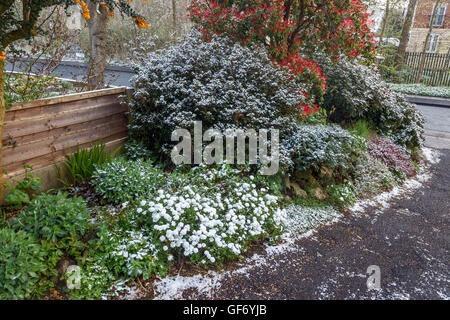 Alla fine di aprile la neve su candytuft, azlea, erica, sarcococca e rododendri nel giardino del Regno Unito Foto Stock