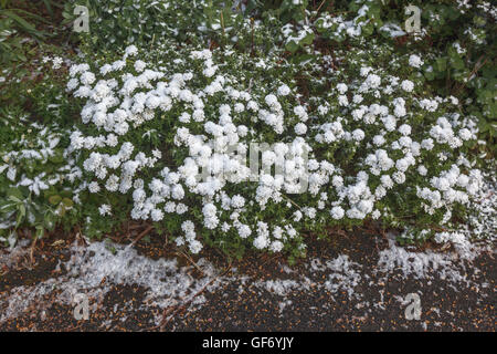 Iberis sempervirens (perenne candytuft) in fiore e coperto a fine aprile la neve, REGNO UNITO Foto Stock