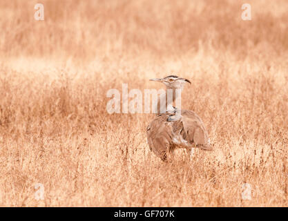 Kori bustard nel cratere di Ngorongoro, Tanzania Africa Foto Stock