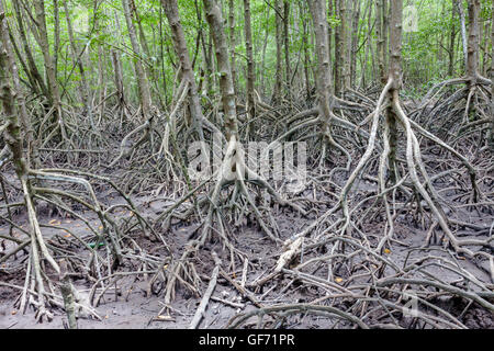 Palude di mangrovie e alberi in zone umide centro, Kota Kinabalu borneo Foto Stock