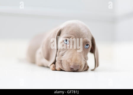 Weimaraner cuccioli di razza Foto Stock