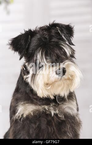 Miniatura Schnauzer ritratto Foto Stock