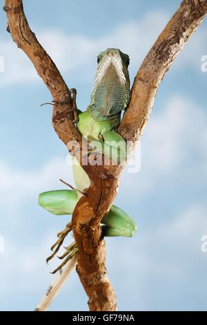 Acqua Asian Dragon Foto Stock