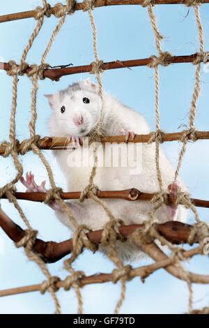 Arrampicata ratto di fantasia Foto Stock