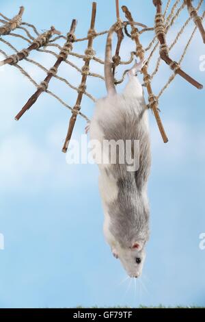 Arrampicata ratto di fantasia Foto Stock