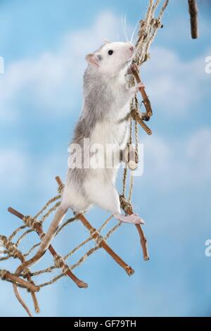 Arrampicata ratto di fantasia Foto Stock