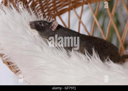 Voglia di ratto a Montone Foto Stock