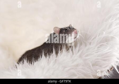 Voglia di ratto a Montone Foto Stock