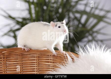 Voglia di ratto a Montone Foto Stock