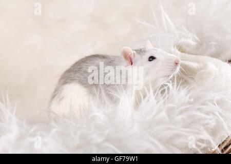 Voglia di ratto a Montone Foto Stock