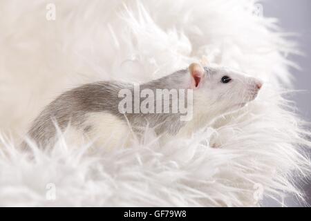 Voglia di ratto a Montone Foto Stock