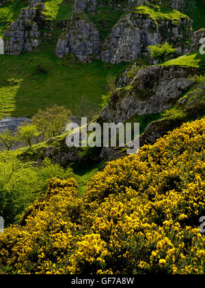 Gorse giallo a Biggin Dale vicino a Hartington in bianco area di picco Peak District National Park Derbyshire Dales England Regno Unito Foto Stock