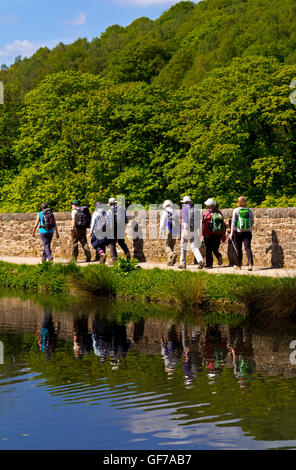 Parte di scuotipaglia riflessa nell'acqua come loro escursione sulla strada alzaia di Cromford Canal in Cromford Derbyshire England Regno Unito Foto Stock