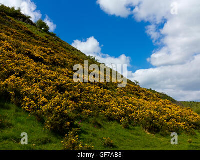 Gorse giallo a Biggin Dale vicino a Hartington in bianco area di picco Peak District National Park Derbyshire Dales England Regno Unito Foto Stock