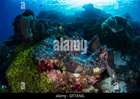 Un gigante clam (Tridacna gigas) cresce su di una scogliera di corallo in Raja Ampat, Indonesia. Questa massiccia di molluschi è una specie in via di estinzione. Foto Stock