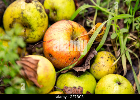 In prossimità di alcune mele windfalls in posa lo sporco Foto Stock