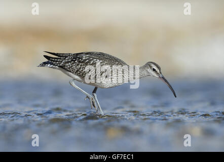 Whimbrel - Numenius phaeopus Foto Stock