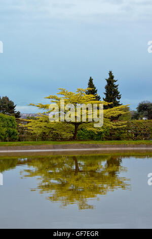 Tree reflectin nell'acqua presso i giardini del Palazzo Roayla di Laeken, Belgio Foto Stock