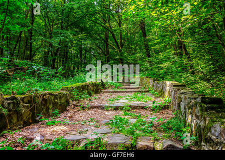 Percorso con passaggi realizzati in pietra ​​of tra gli alberi in un parco della città è coperto con foglie Foto Stock