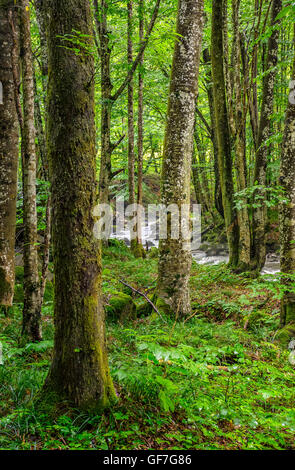 Albero con moss nell antica foresta su una banca di flusso Foto Stock