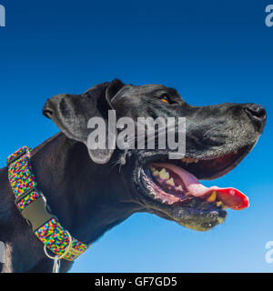 Nero Alano contro il cielo blu, ritratto, cane anziano con muso grigio Foto Stock