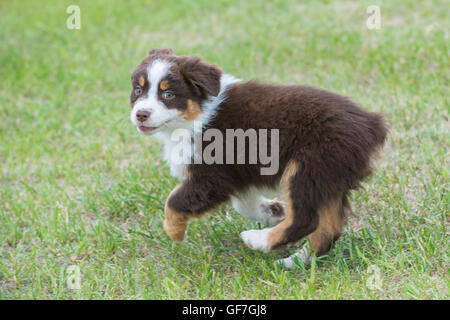 Otto settimane di old red tri pastore australiano cane, cucciolo Foto Stock