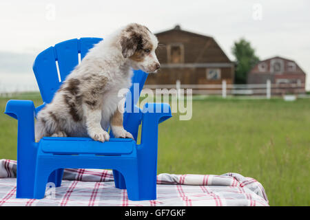 Otto settimane di old Red merle Australian Shepherd cane, cucciolo, seduto in una sedia blu Foto Stock