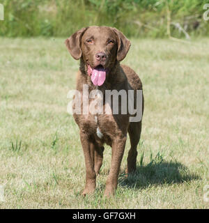 Chesapeake Bay retriever adulti cane femmina Foto Stock