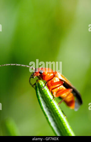 Comune soldato rosso beetle (Rhagonycha fulva) Foto Stock