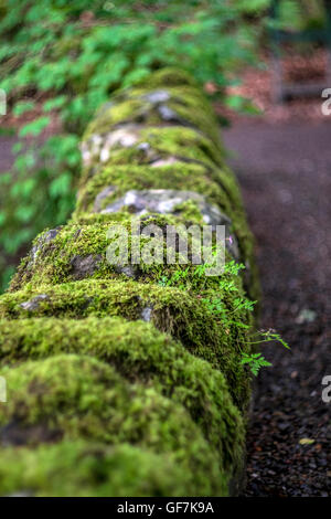 La sezione di antiche pietre a secco parete ricoperta di verde licheni e muschi. La messa a fuoco nel centro di dare profondità di campo con la parete Foto Stock