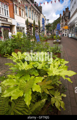 Regno Unito, Inghilterra, Norfolk, King's Lynn, High Street, piantatrice nella parte vecchia di area pedonale del centro commerciale Foto Stock