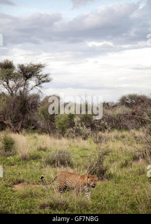 Tracking Cheetah presso l'Okonjima riserva in Namibia Foto Stock