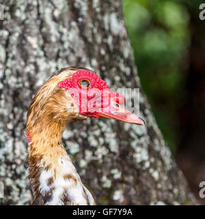 Maschi di anatra muta Ritratto di un anatra Foto Stock