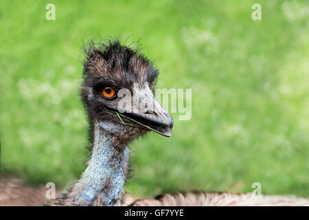 Un curioso Uem che posano per una foto al Zoo di Toronto, Canada. Foto Stock