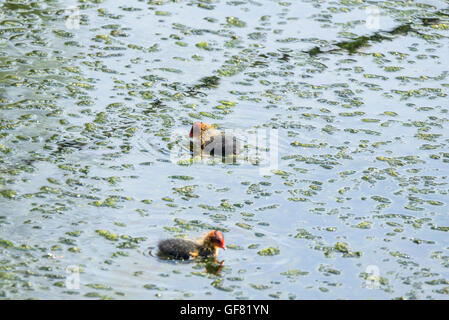 Berlina di fresco la folaga (fulica atra) pulcini nuoto Foto Stock