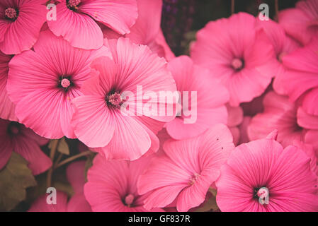 Lavatera Silver Cup è un annuale hardy con rosa a forma di coppa fiori a Hampton Court Flower Show nel Surrey, Inghilterra. Foto Stock