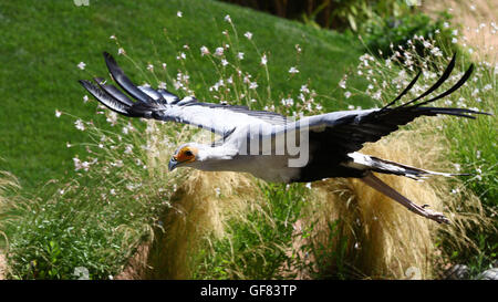 Ritratto di segretario bird, saggitarius serpentarius, in volo Foto Stock