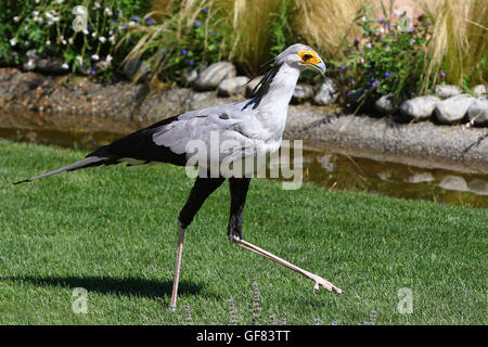 Ritratto di segretario bird, saggitarius serpentarius, passeggiate nel verde del prato Foto Stock