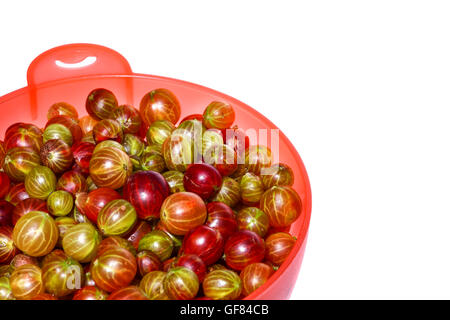 Fresche e mature ribes organico pronto per il risciacquo in un colapasta di plastica studio shot isolato su uno sfondo bianco Foto Stock