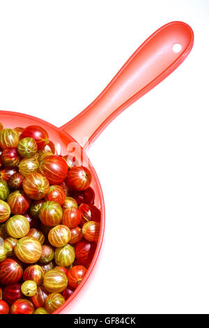 Fresche e mature ribes organico pronto per il risciacquo in un colapasta di plastica studio shot isolato su uno sfondo bianco Foto Stock