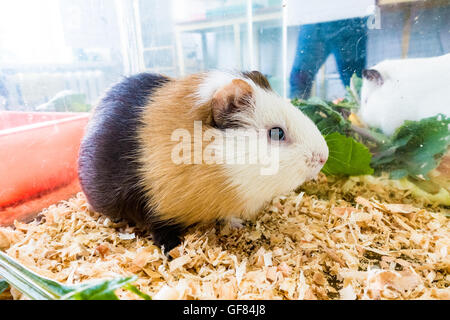 La cavia (cavia porcellus) popolare è un animale domestico. Foto Stock