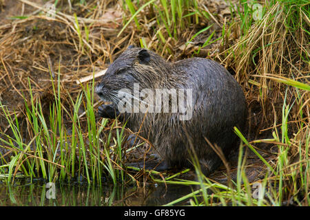 Coypu / river rat / nutria (Myocastor coypus) originario del Sud America seduti sulle rive dello stagno Foto Stock