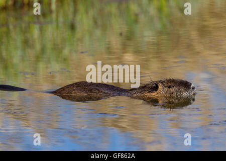 Coypu / river rat / nutria (Myocastor coypus) originario del Sud America a nuotare in stagno Foto Stock