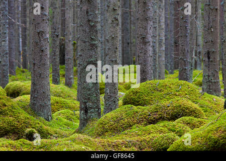 Norvegia abeti rossi / Europea abete rosso (Picea abies) tronchi di alberi coperti di licheni nel bosco di conifere con Moss Tappeto Foto Stock