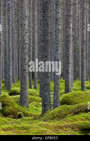 Norvegia abeti rossi / Europea abete rosso (Picea abies) tronchi di alberi coperti di licheni nel bosco di conifere con Moss Tappeto Foto Stock