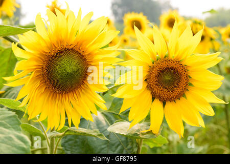 Bella girasoli blooming sul campo Foto Stock