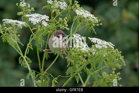 Eurasian passera mattugia Passer montanus alimenta sulla mucca Parsley-Anthriscus sylvestris. Foto Stock