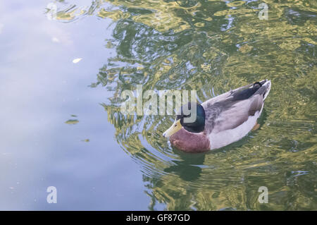 Un Mallard duck rendendo il suo modo attraverso le acque occidentali della molle, Auckland, Nuova Zelanda Foto Stock