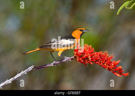 Il Giovenco Rigogolo ittero bullockii Amado, Santa Cruz County, Arizona, Stati Uniti 16 aprile del primo anno di sesso maschile. Icteri Foto Stock