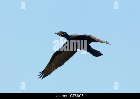 Neotropic cormorano Phalacrocorax brasilianus San Blas, Nayarit, Messico 7 giugno adulti in volo. Phalacrocoracidae Foto Stock